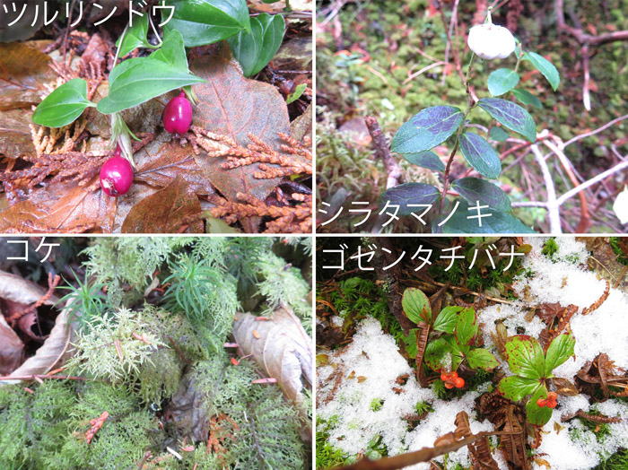 photo　森を彩る実やレースのようなコケ