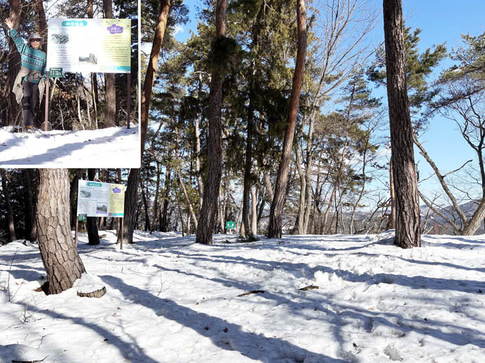 photo11足跡もない桝形城跡山頂