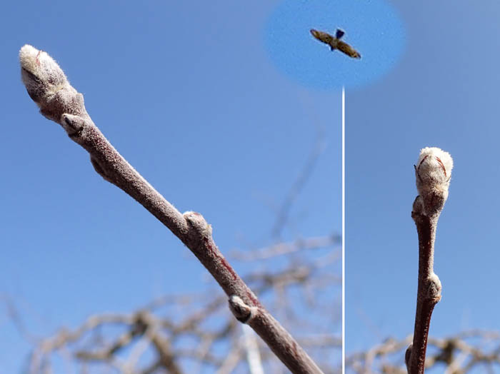 photo14毛皮に包まれたようなリンゴの冬芽 