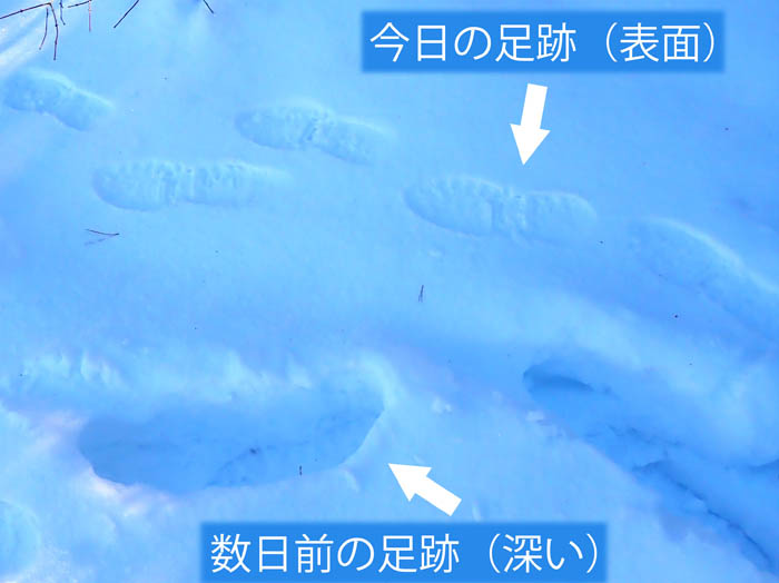 photo7雪面に残る足跡
