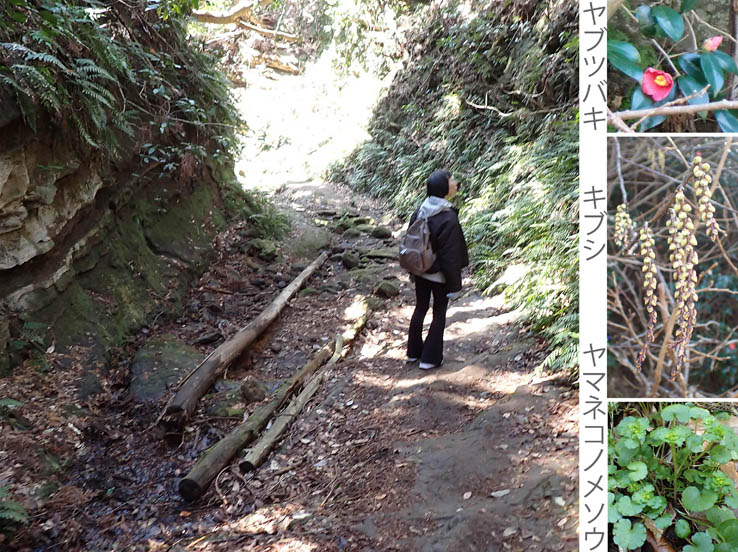 photo24獅子舞の谷を下れば山歩き終了,ヤブツバキ,キブシ,ヤマネコノメソウ