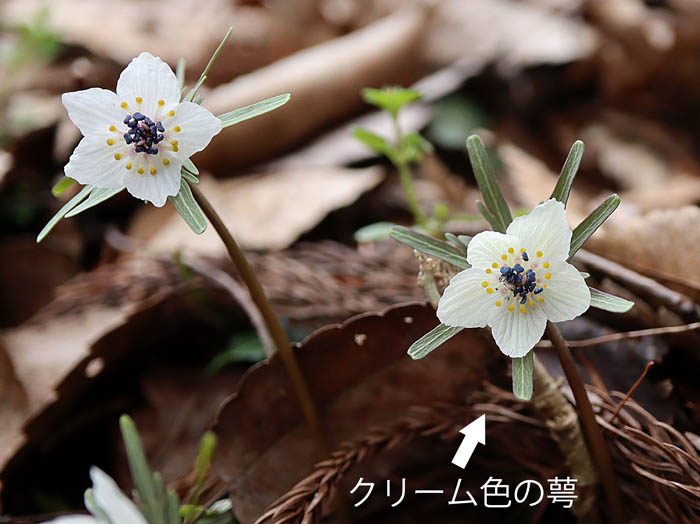 photoセツブンソウ：戸倉