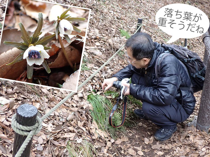 photo落ち葉が重そうだね：戸倉