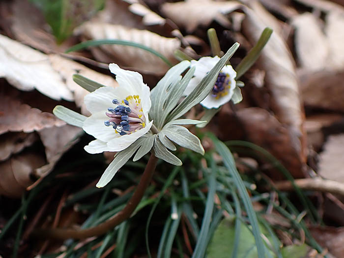 photo透けるような花びら（萼）：戸倉