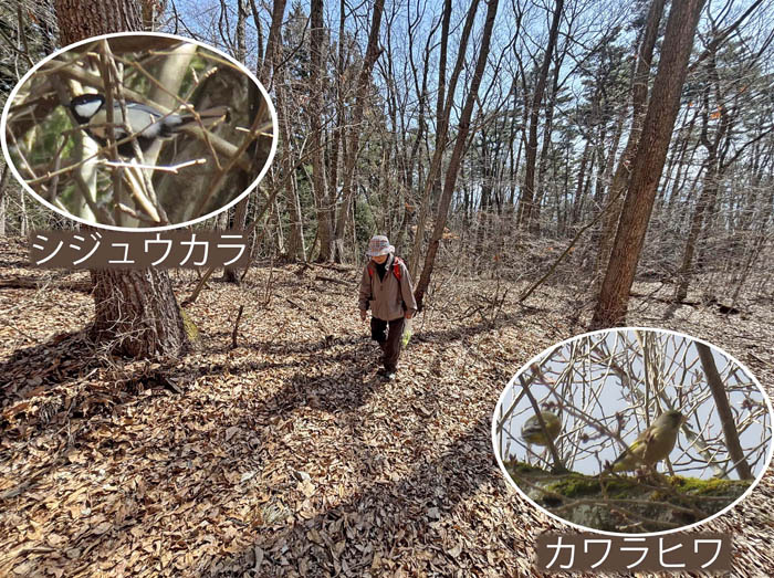 photo14春の芽吹きを求めて：地附山 