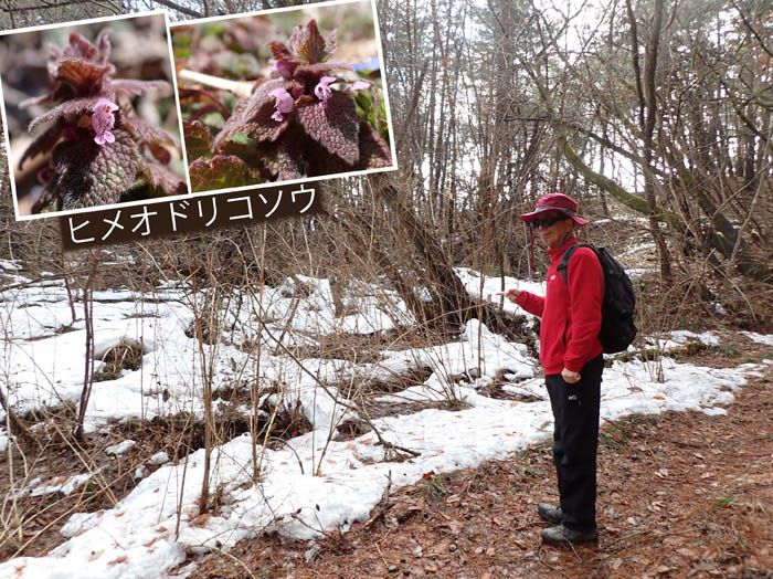 photo6春が待ち遠しい：地附山 