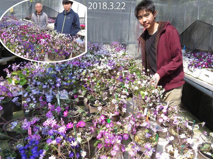 photo13雪割草の達人と孫たち 