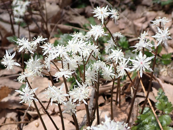 photo10妖精の名がピッタリの雄花
