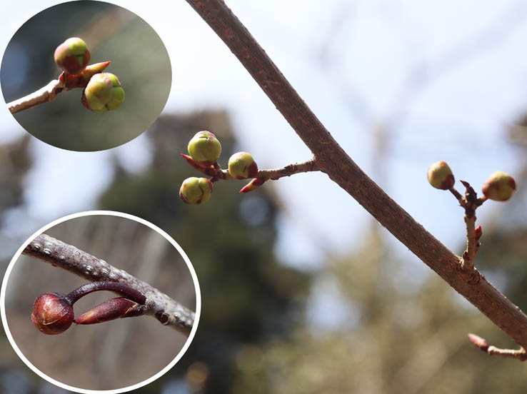 photo13アブラチャン花芽