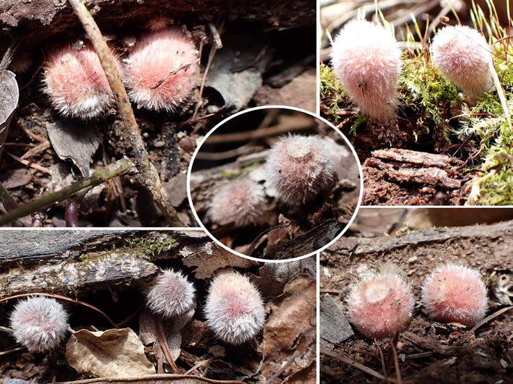 photo14シロキツネノサカズキモドキ幼菌