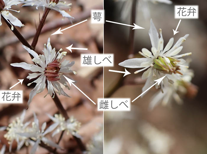 photo7セリバオウレンの花 
