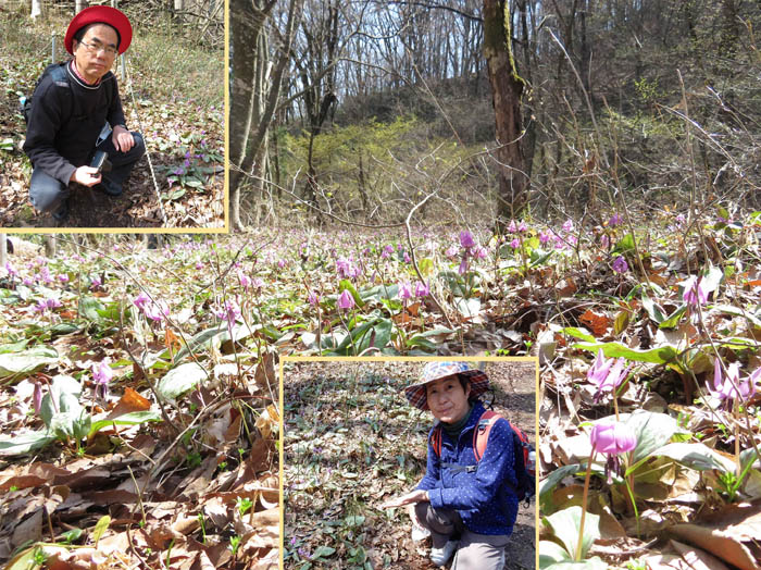 photo1カタクリ群生 