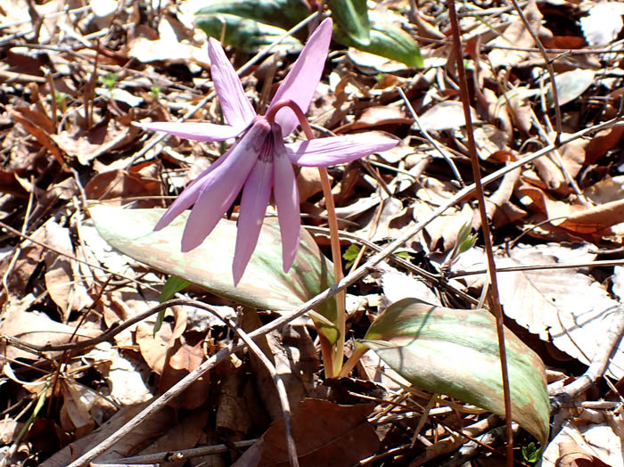 photo10八重の花 