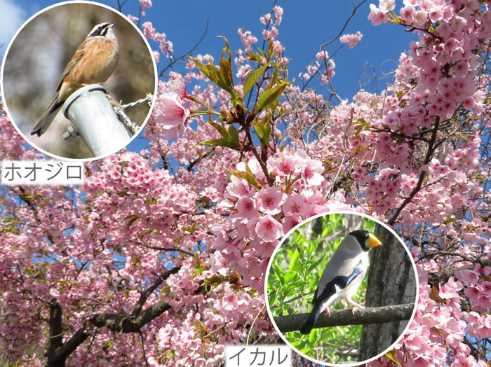 photo16八重桜が満開 