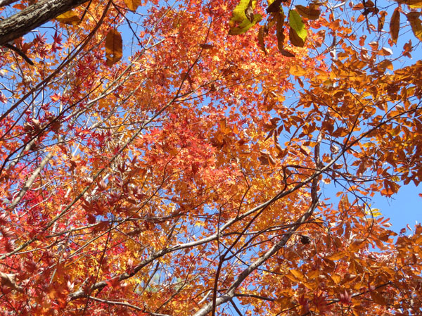 photo・紅葉　地附山