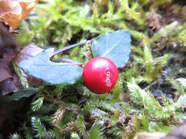 photo・ツルアリドウシの実　茶臼山