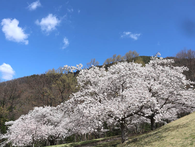 桜