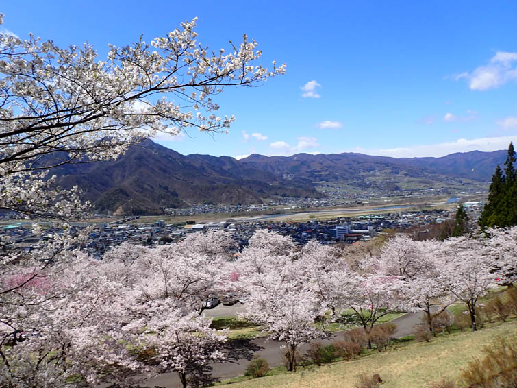 桜