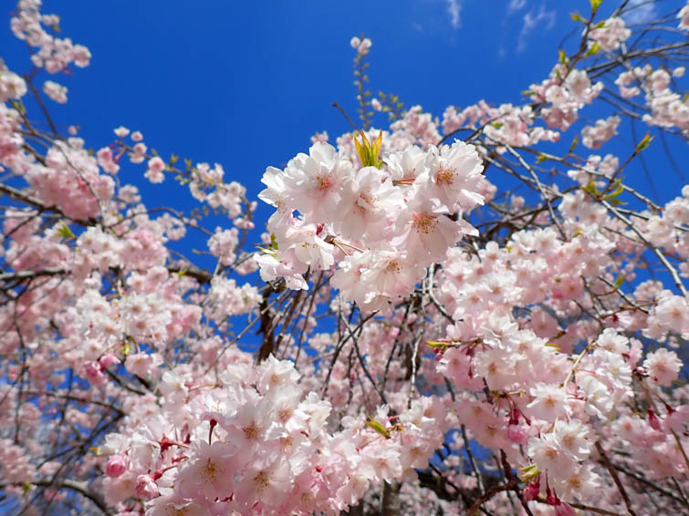 桜