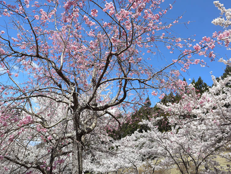 桜