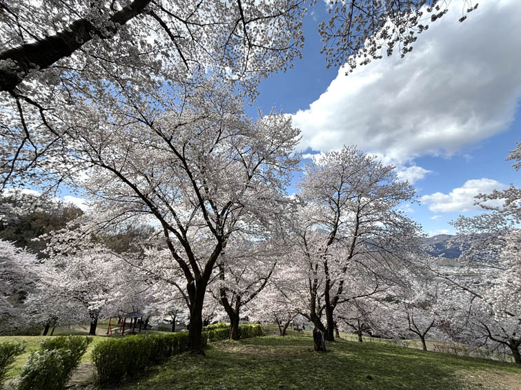 桜