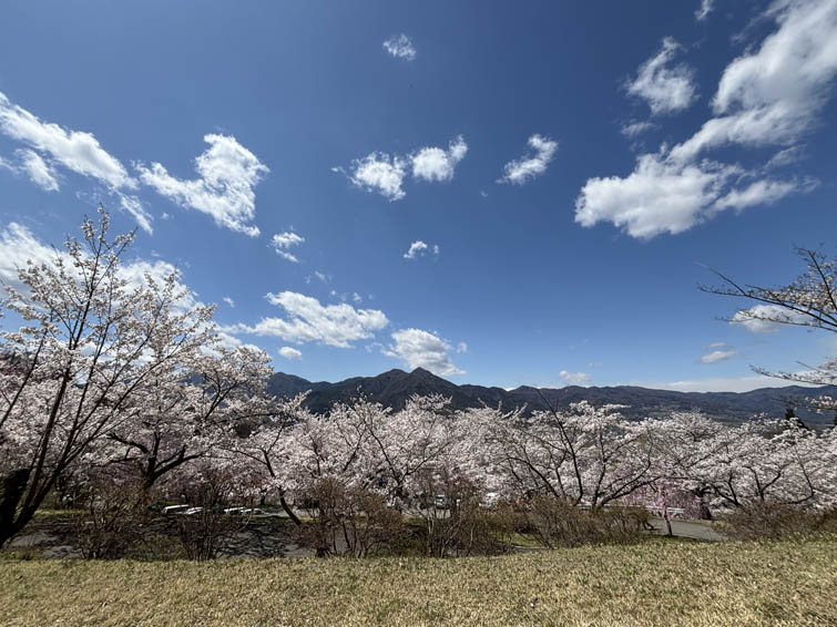 桜