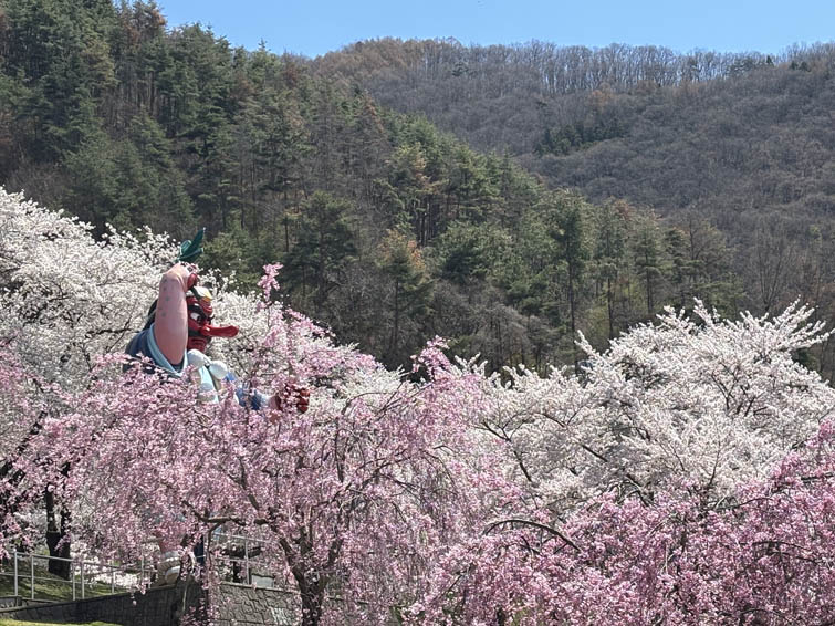 天狗様と桜
