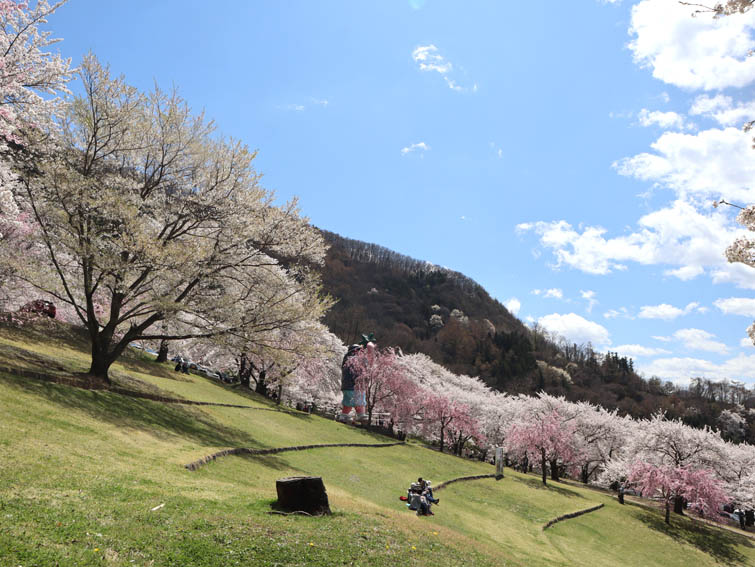 天狗様と桜