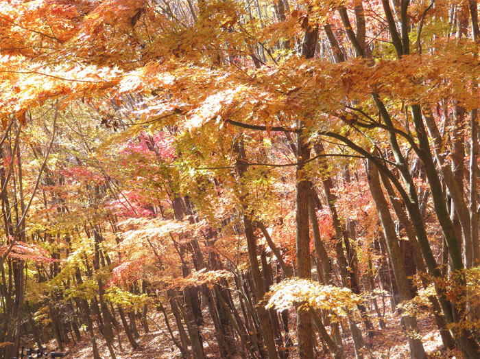 photo・紅葉　地附山