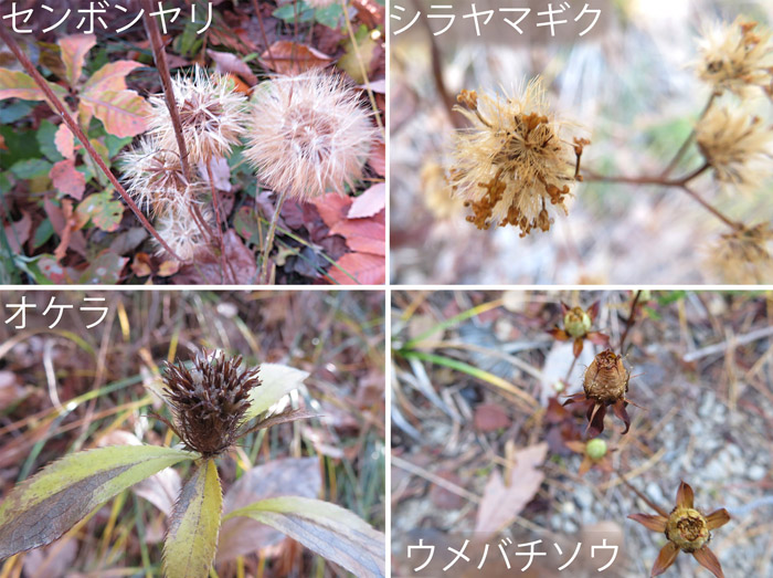 photo　地附山の自然の造形美　オケラ,センボンヤリ,シラヤマギク,ウメバチソウ