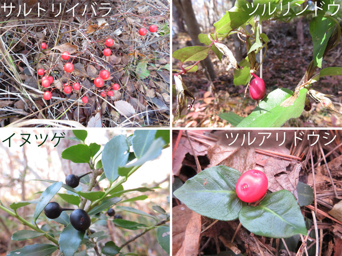 photo　地附山の秋のみのり　サルトリイバラ,ツルリンドイウ,イヌツゲ,ツルアリドウシ
