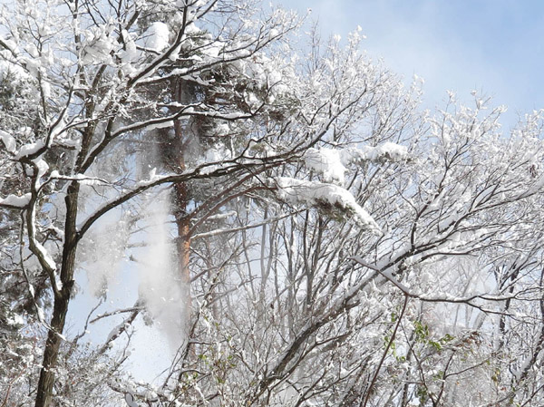 photo　梢から雪が落ちる
