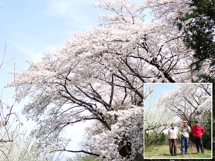 photo10スモモも桜も満開だ 