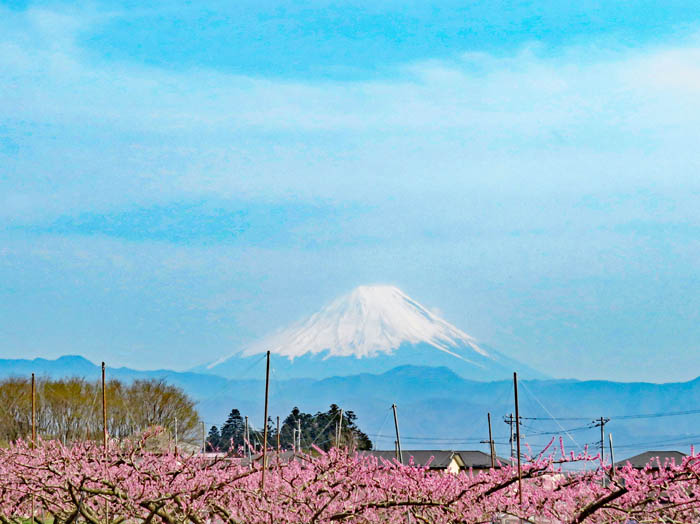 photo11モモと富士山 