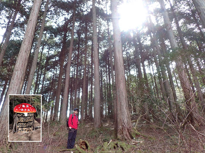 photo13県民の森の昆虫ホテル 