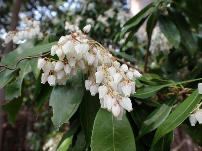 photo15アセビ 