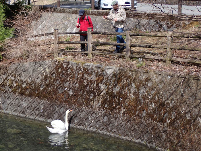 photo18南伊奈ヶ湖のコブハクチョウと 