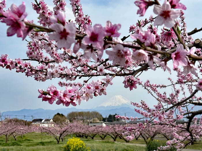 photo19桃畑と富士山 