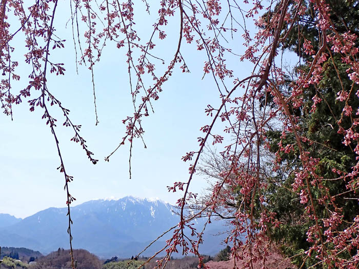 photo2桜の向こうに鳳凰山 