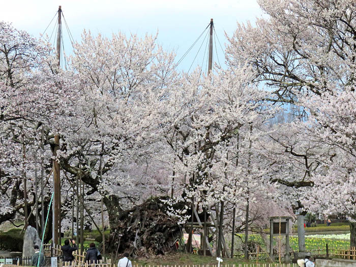 photo21天然記念物山高神代桜 