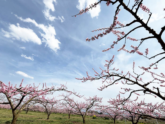 photo3モモの花に会う 