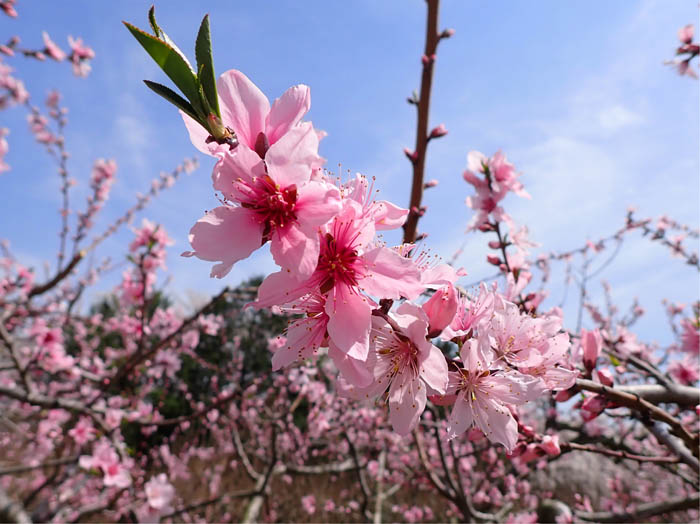 photo9モモの花 