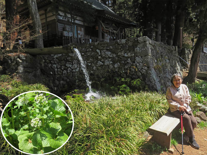 photo13大滝湧水で（ワサビの花） 