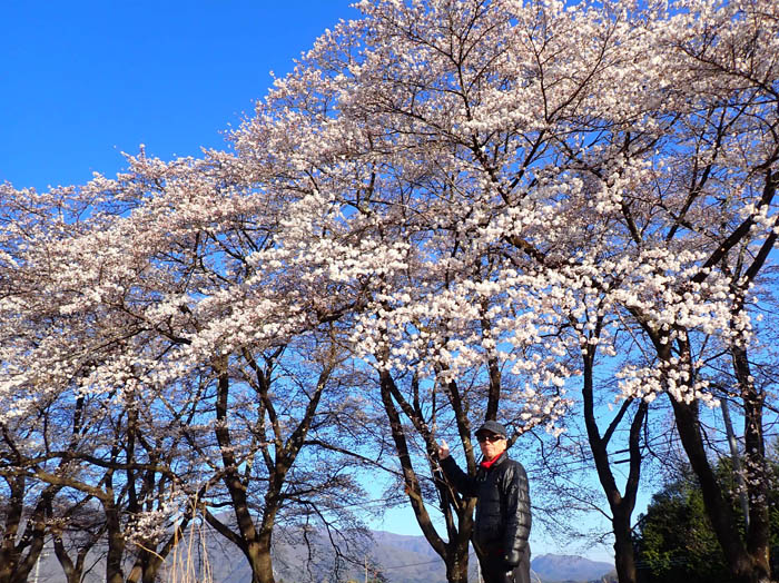 photo3青空に映える桜並木