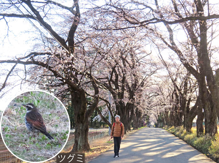photo4朝の眞原桜並木 