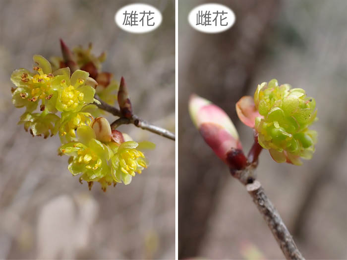 photo14アブラチャン雄花と雌花