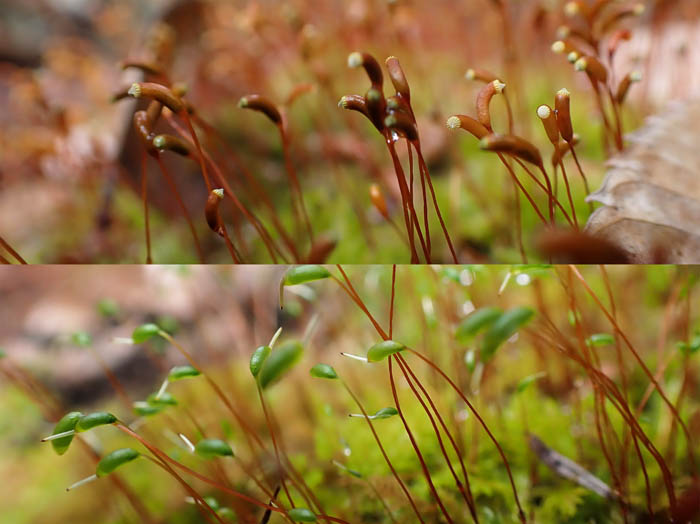 photo15隣り合って咲く苔の花（胞子嚢）