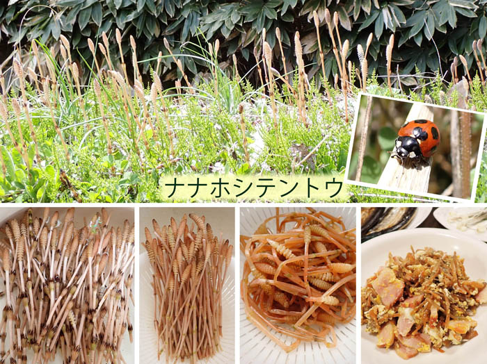 photo16ツクシ卵とじ炒め,ナナホシテントウ