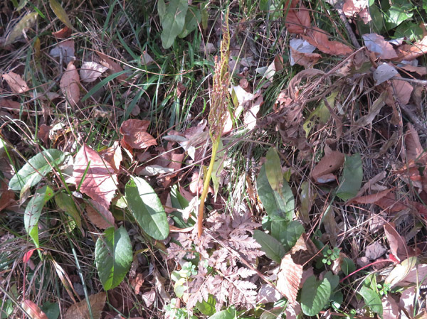 photo　フユノハナワラビ 茶臼山