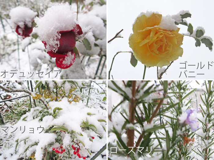 photo 雪をかぶったバラ、マンリョウ、ローズマリー